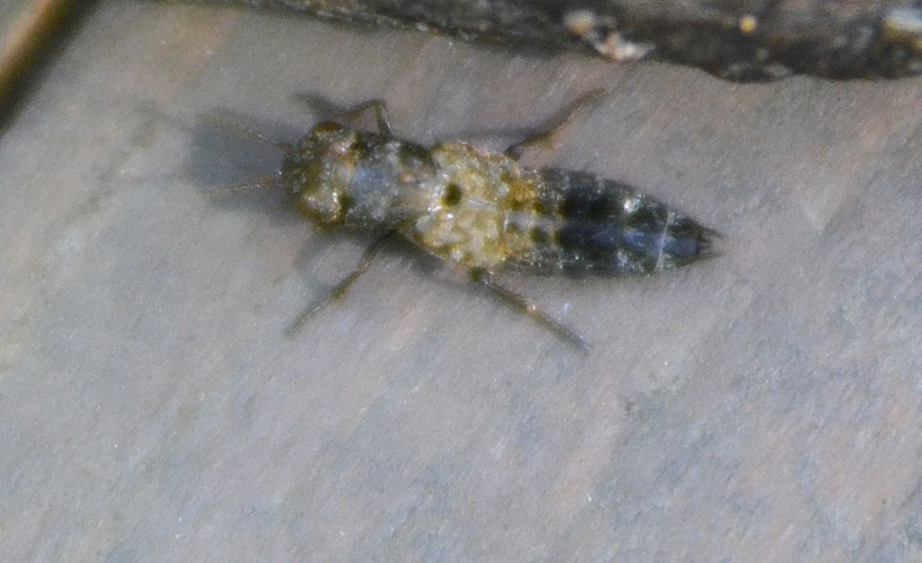 Ontholestes sp., Staphylinidae